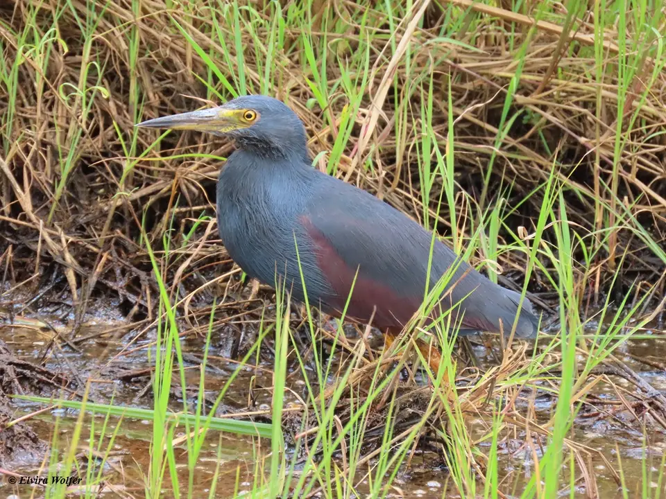 Rufous-belliedHeron3-2.jpg