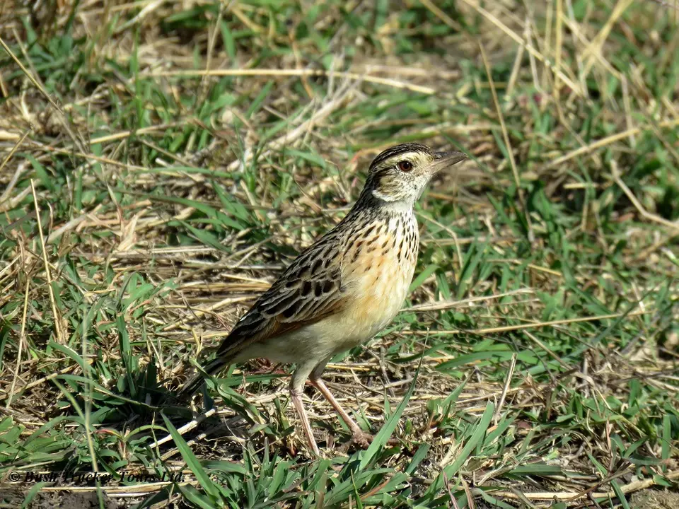 Rufous-napedLark-2.jpg