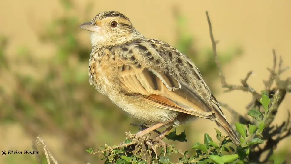 Rufous-napedLark.jpg