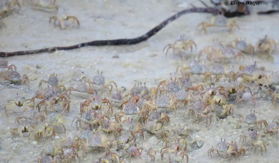 Sandbabblercrabs–Dotillafenestrata–FamilyDotillidae.jpg