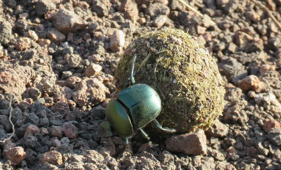 Scarabaeusgreen.jpg