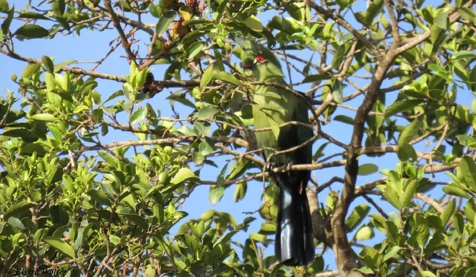 Schalow'sTuraco.jpg