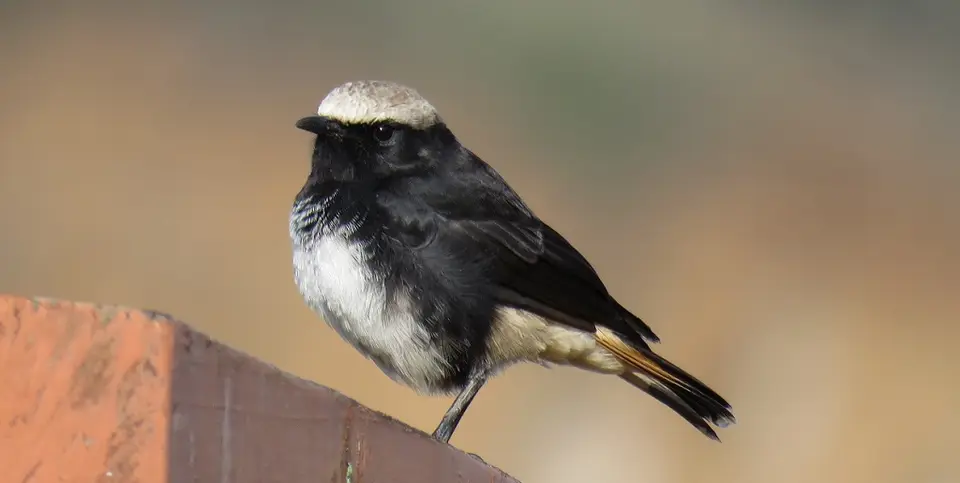 Schalow'sWheatearmale.jpg