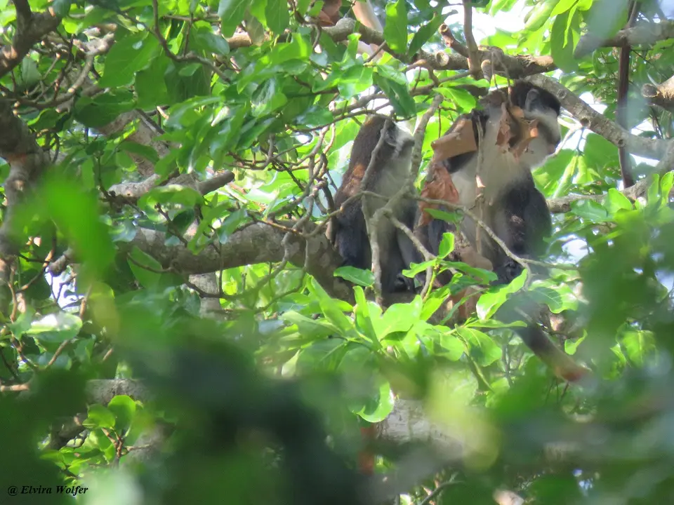 Schmidt'sGuenon1.jpg