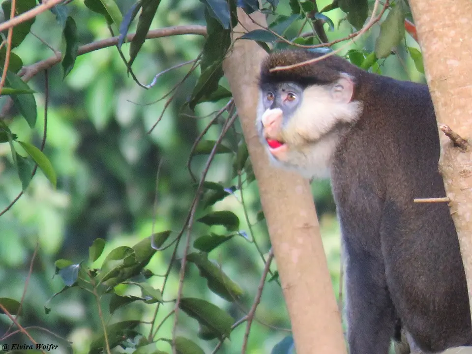Schmidt'sGuenon4.jpg