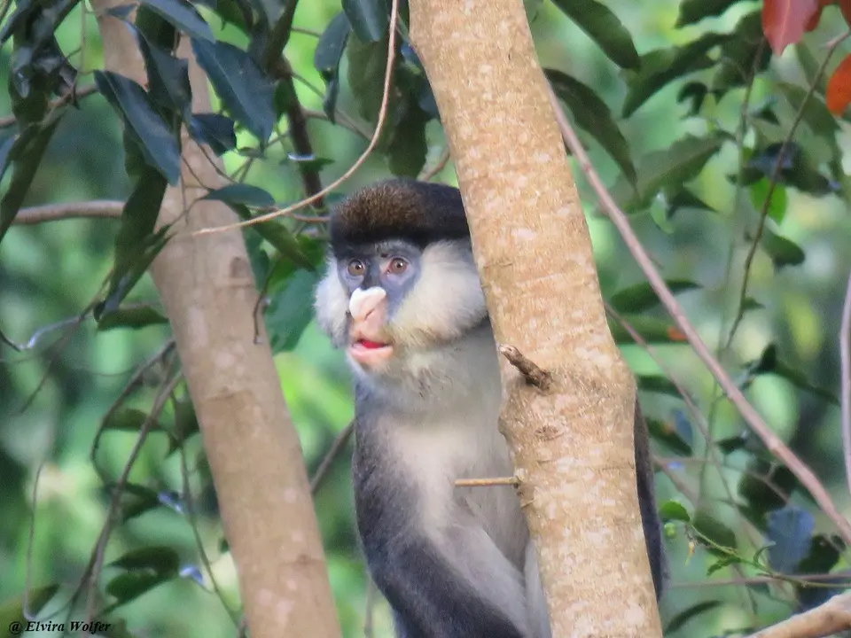 Schmidt'sGuenon5.jpg