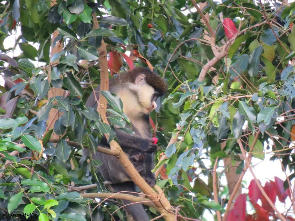 Schmidt'sGuenon6.jpg