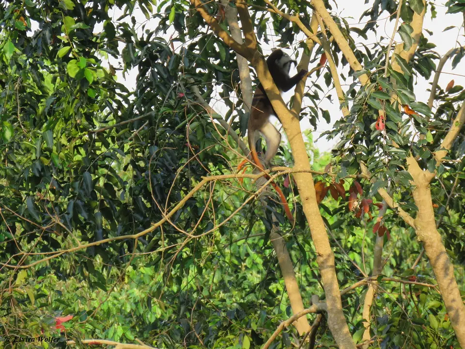 Schmidt'sGuenon7.jpg