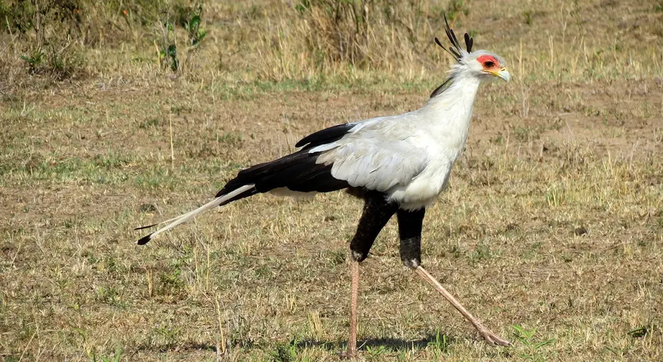 Secretarybird.jpg