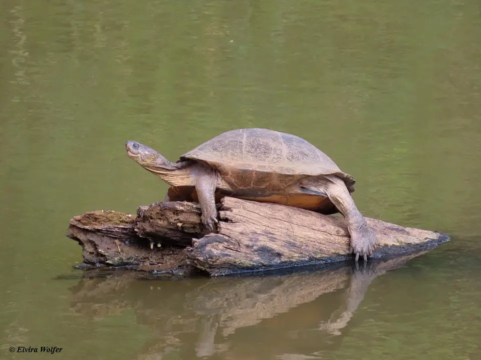 Serratedhingedterrapin.jpg