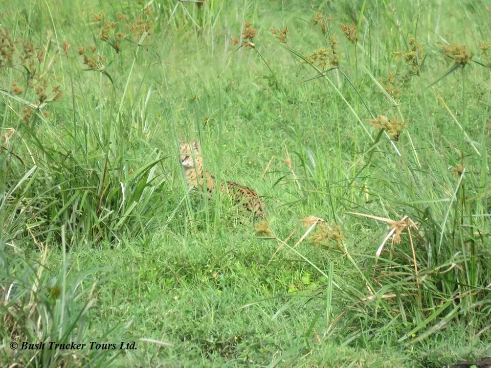 Serval.jpg