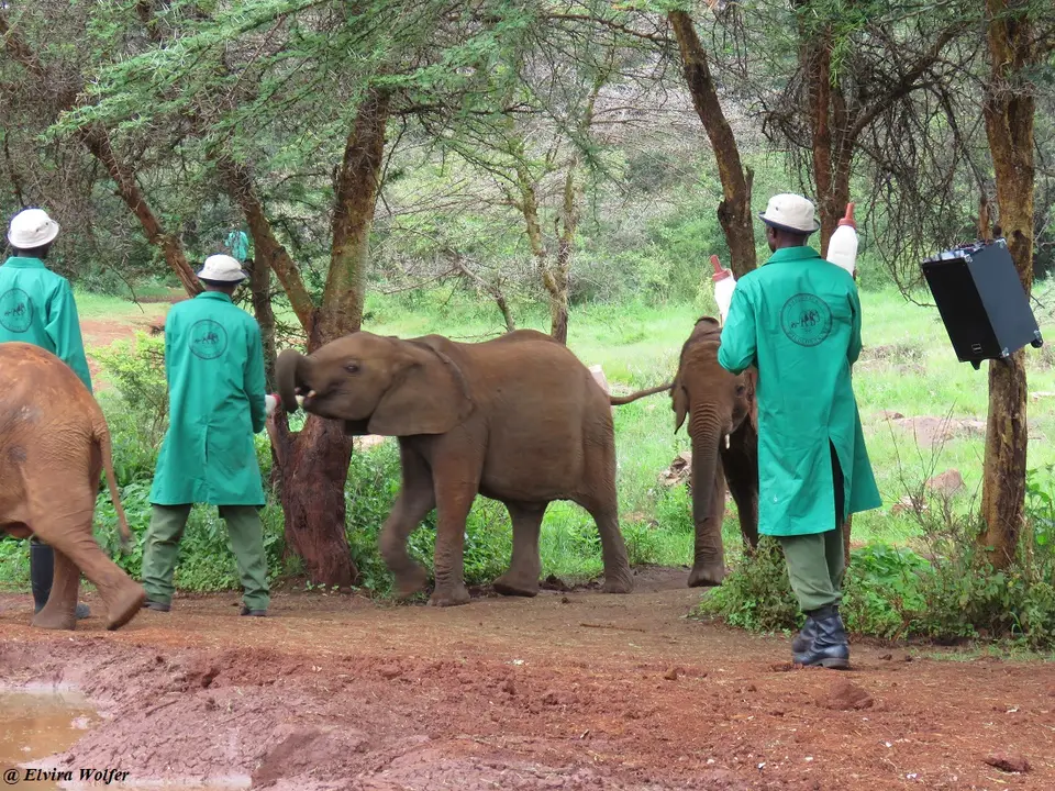Sheldrick1.jpg