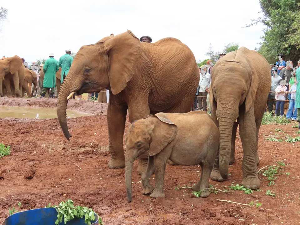 Sheldrick4.jpg