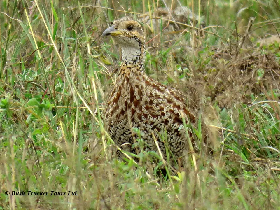 Shelley'sFrancolin.jpg