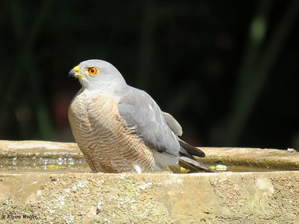 Shikra4.jpg