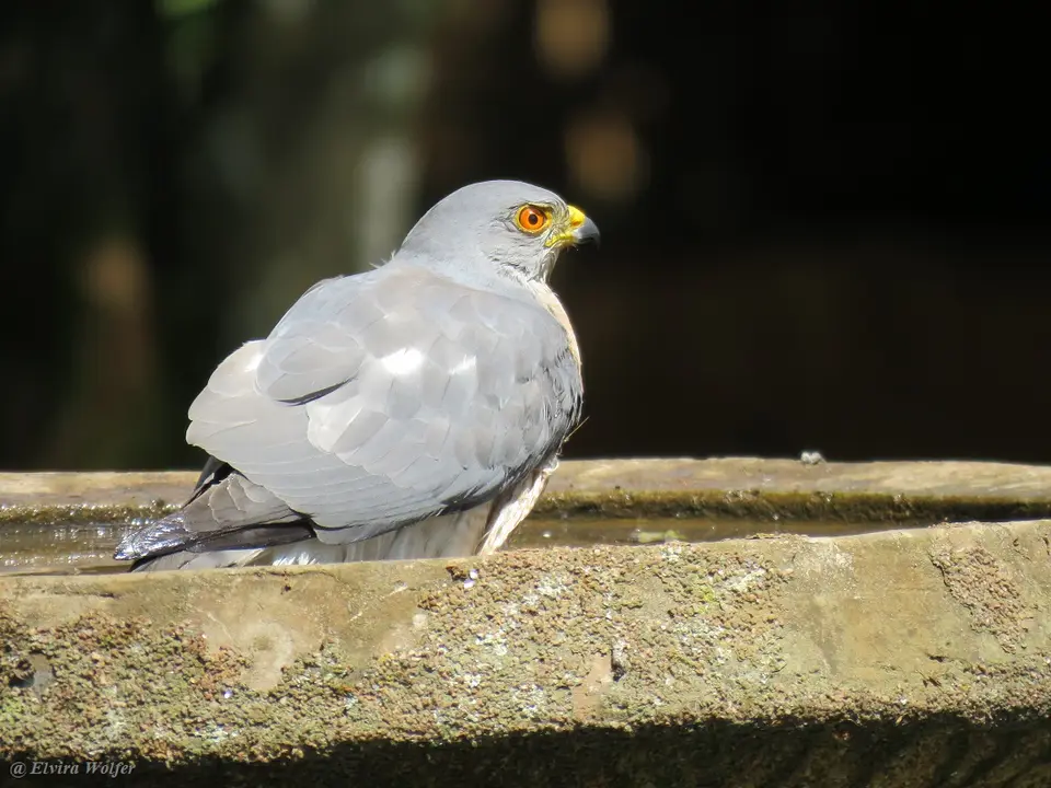 Shikra5.jpg