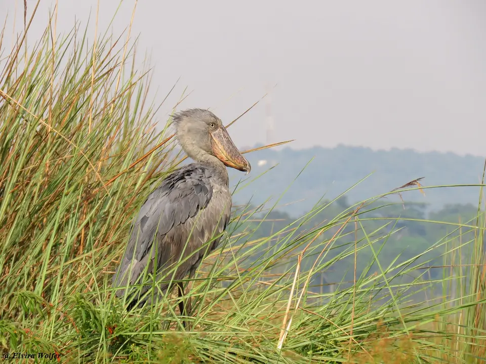 Shoebill1.jpg