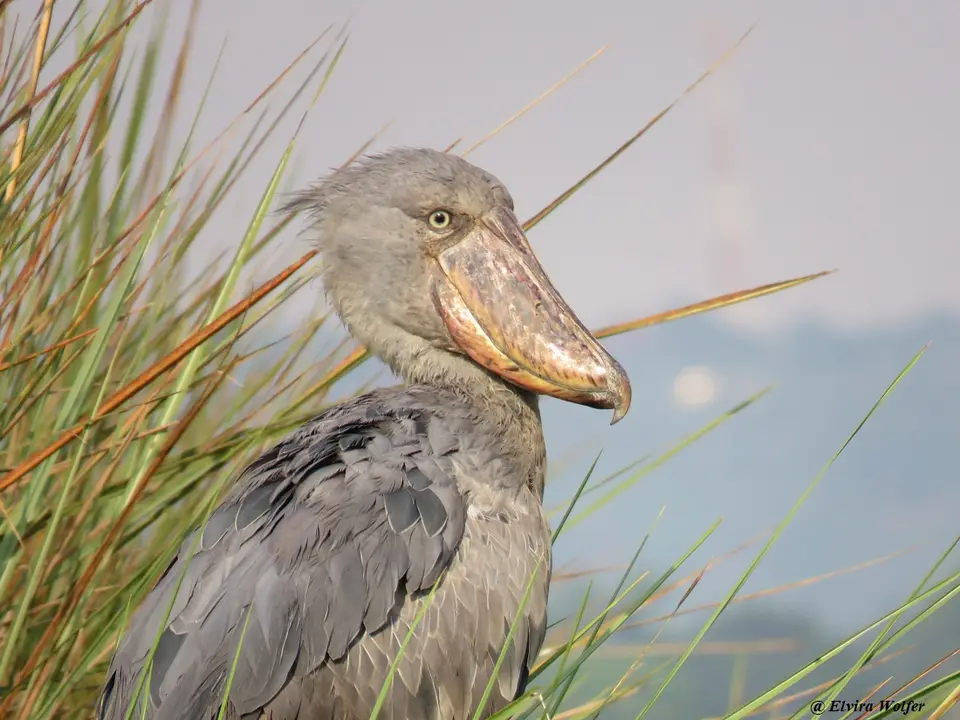 Shoebill2.jpg