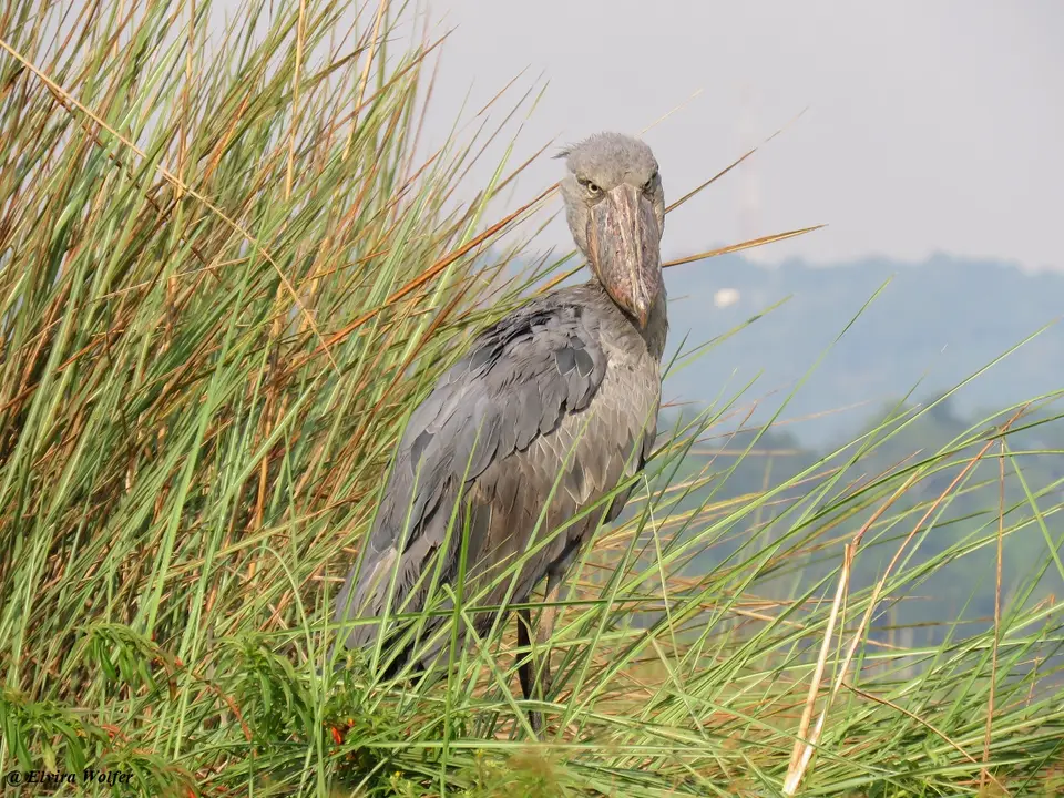 Shoebill3.jpg