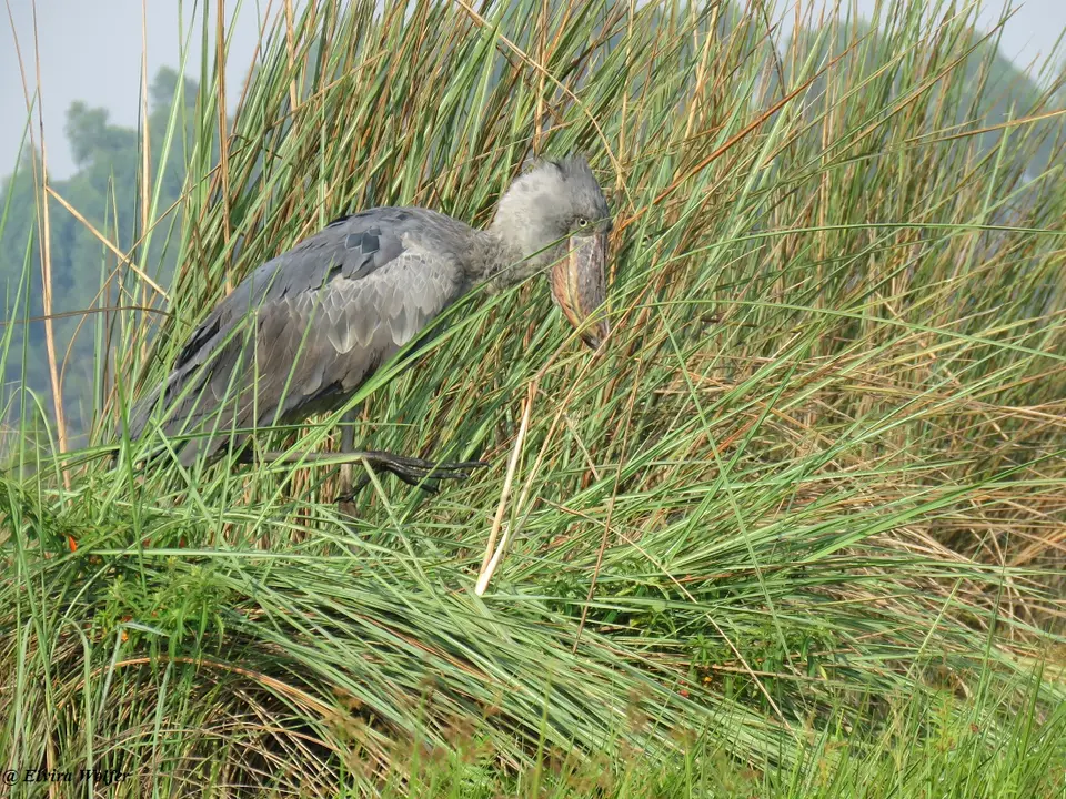 Shoebill4.jpg
