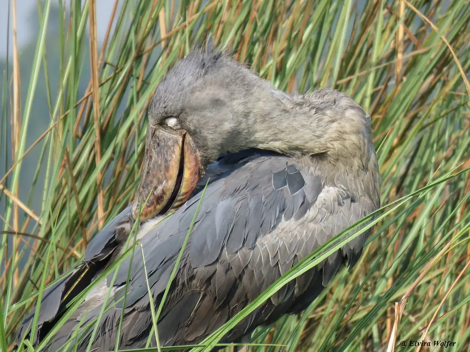 Shoebill5.jpg