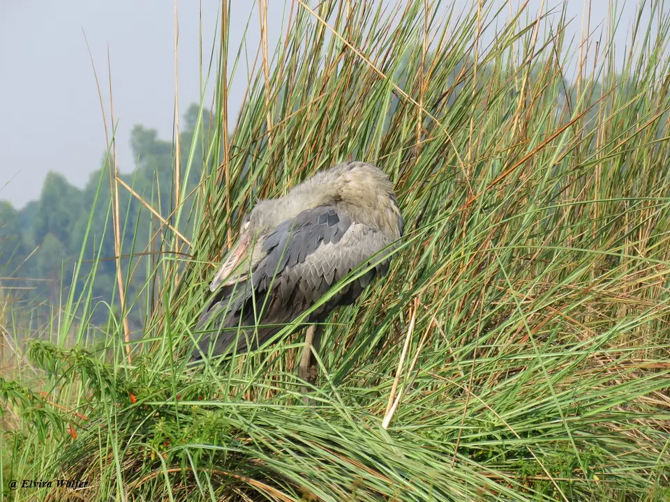 Shoebill6.jpg