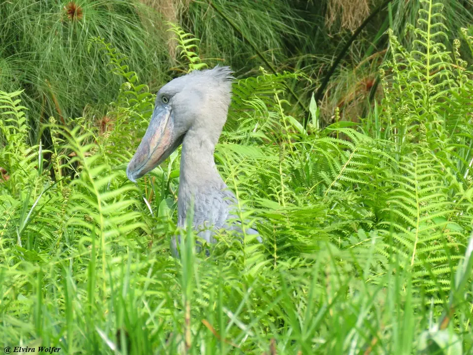 Shoebill7.jpg