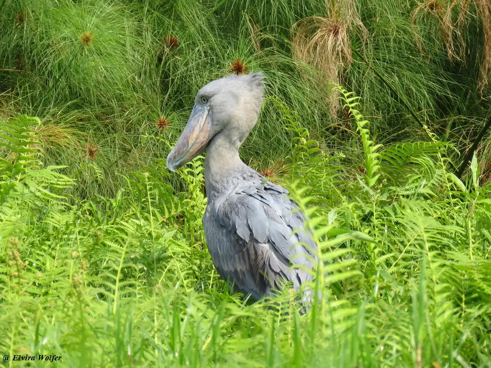 Shoebill8.jpg
