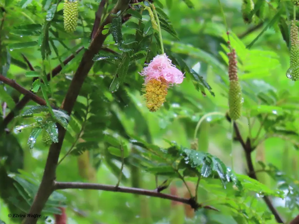 SickleBush.jpg