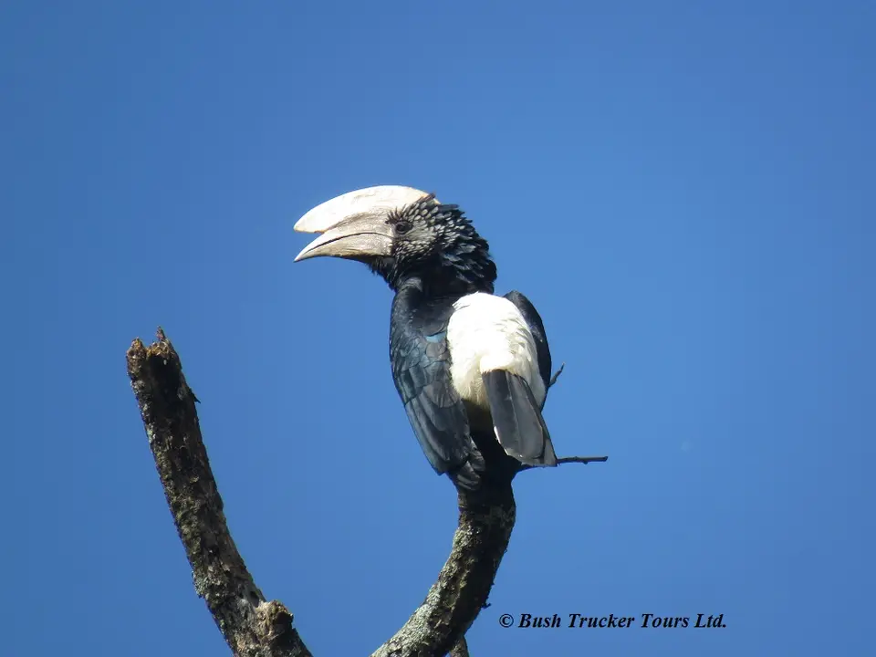 Silvery-cheekedhornbillmale.jpg