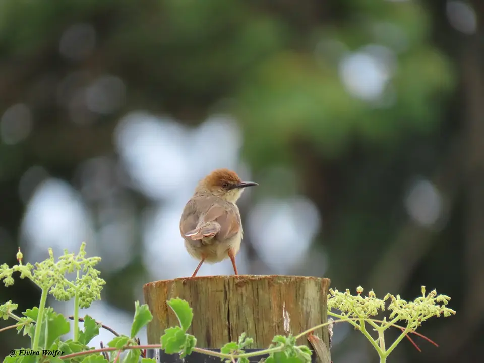 SingingCisticola.jpg