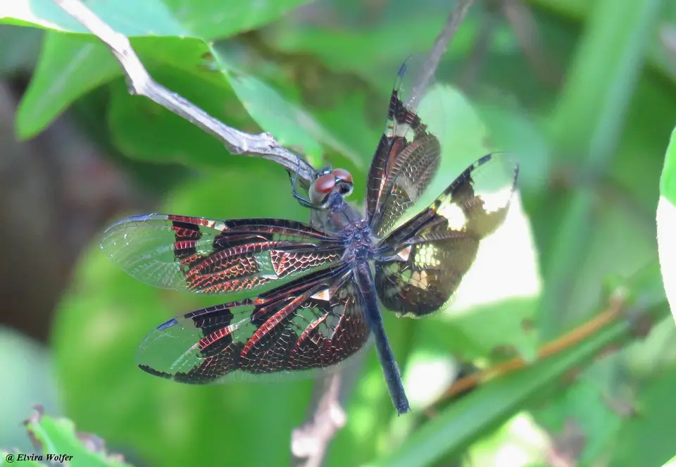 SkylightFlutterer-Rhyothemisfenestrina.jpg
