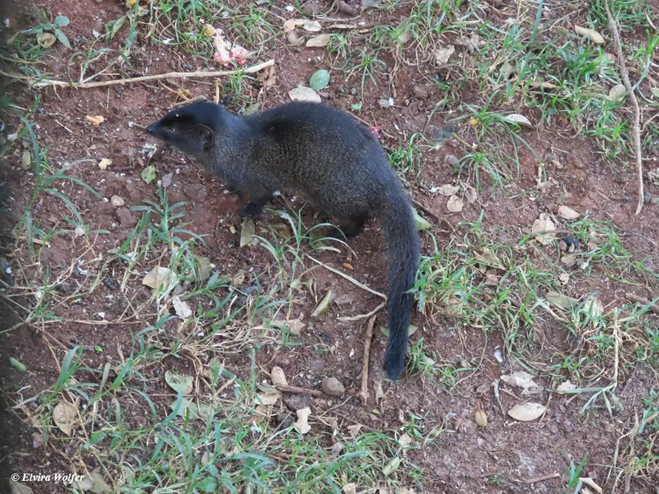 SlenderMongoose.jpg