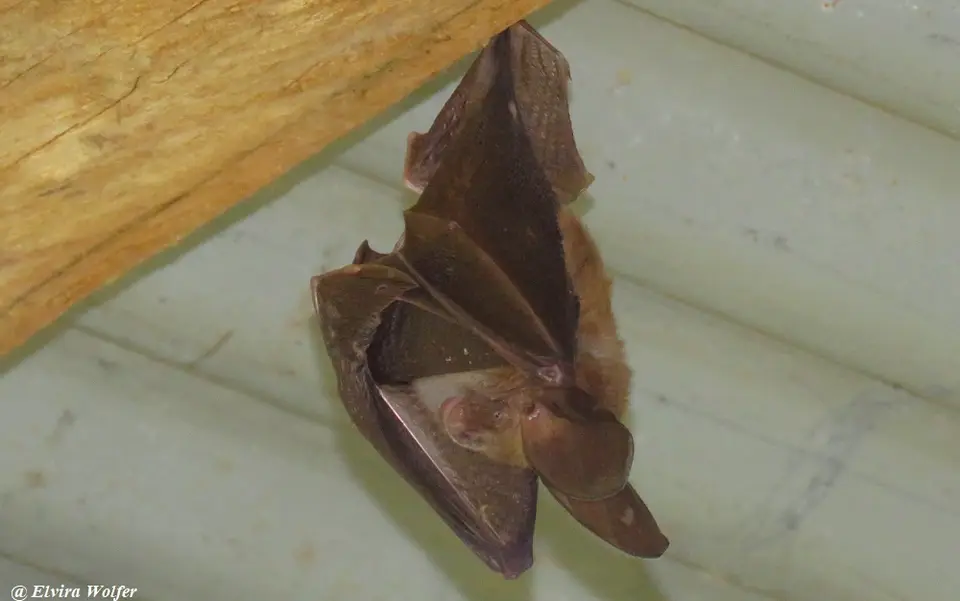 Slit-nosedBat.jpg
