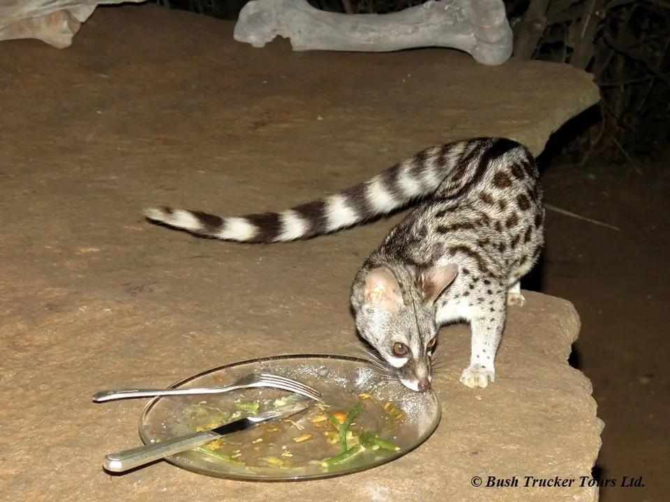 Small-spottedGenet.jpg