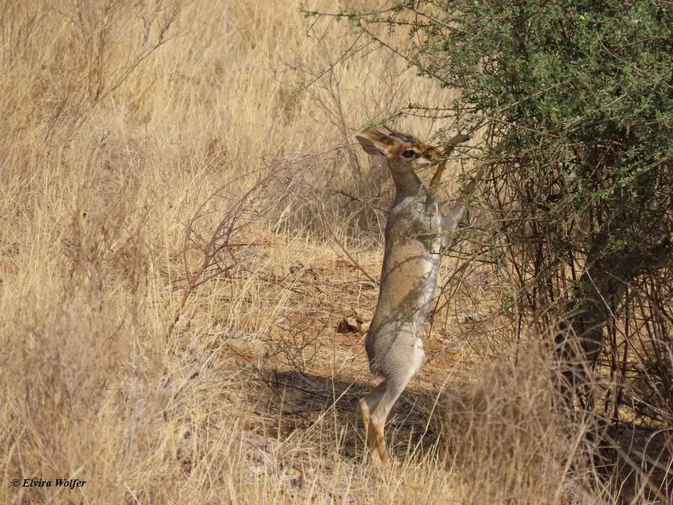 Smith'sDikdik1.jpg