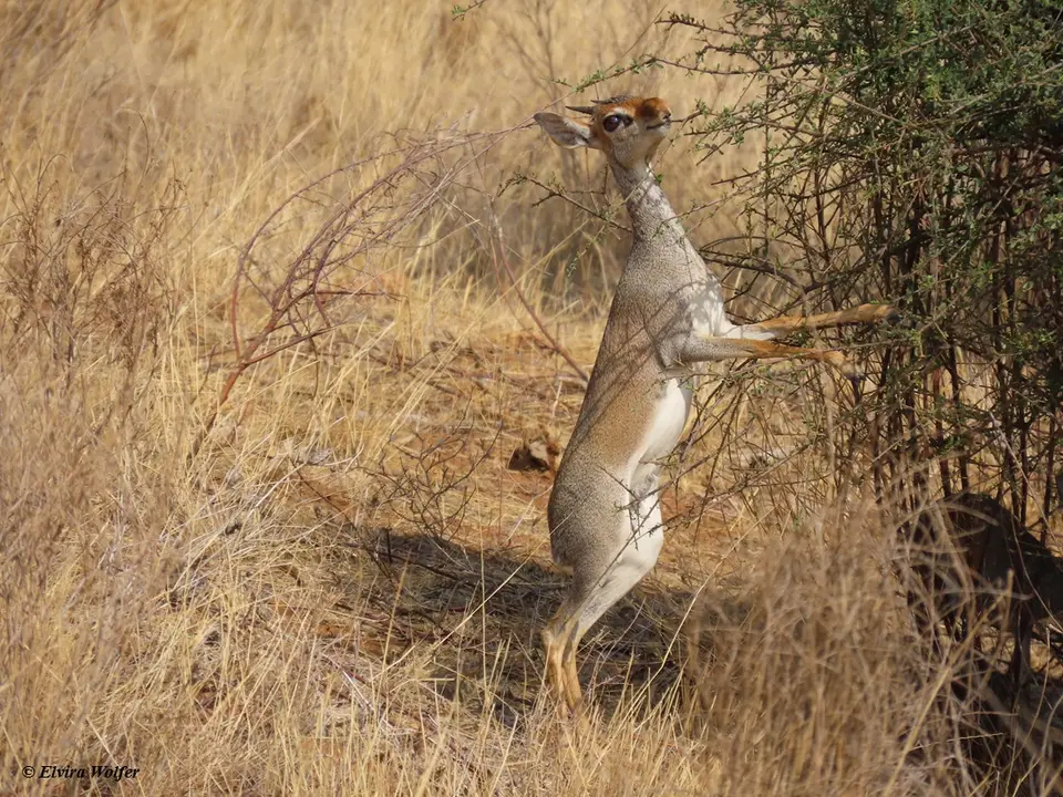Smith'sDikdik4.jpg