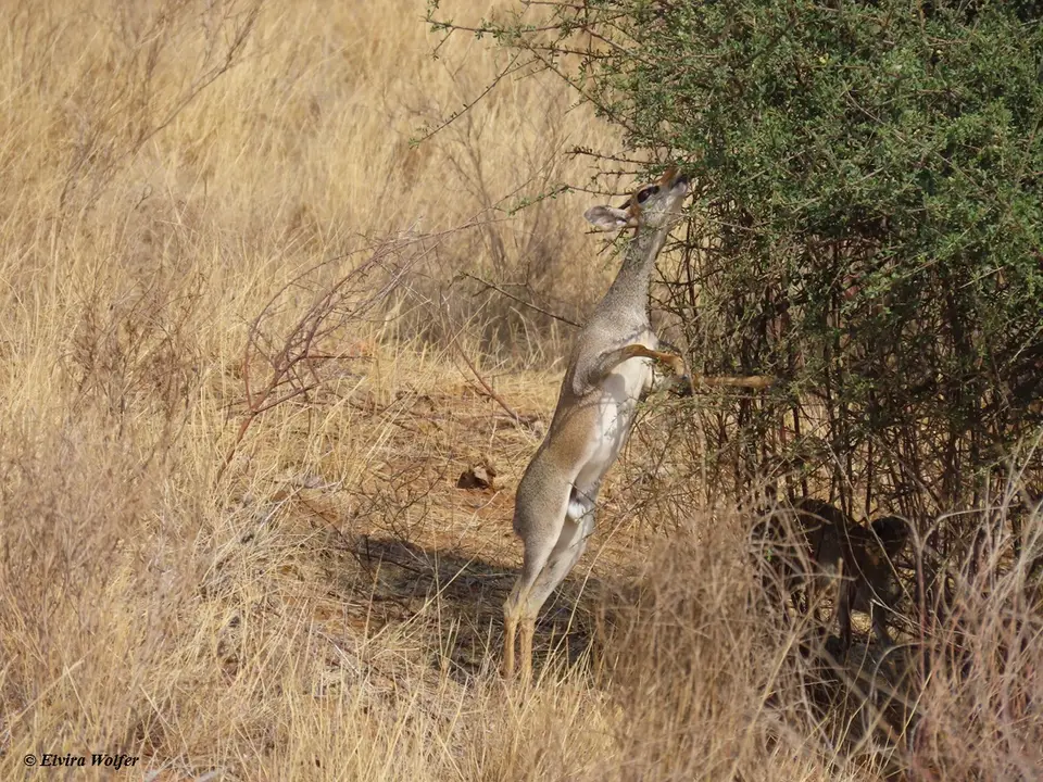 Smith'sDikdik5.jpg
