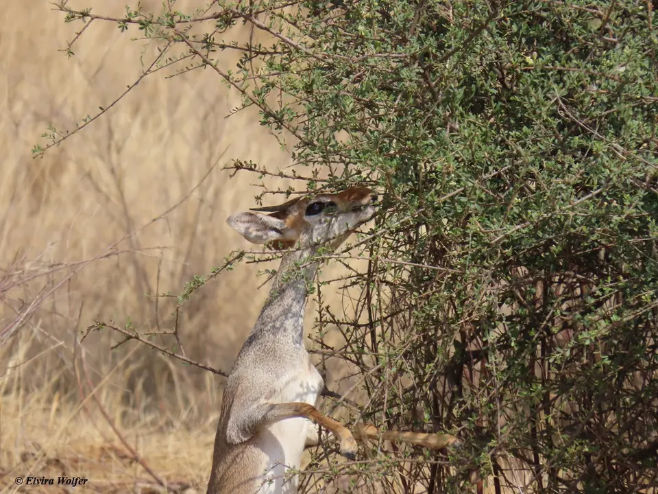 Smith'sDikdik6.jpg