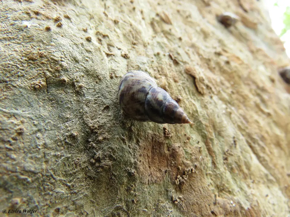 Snailmangroove-Littoraria.jpg