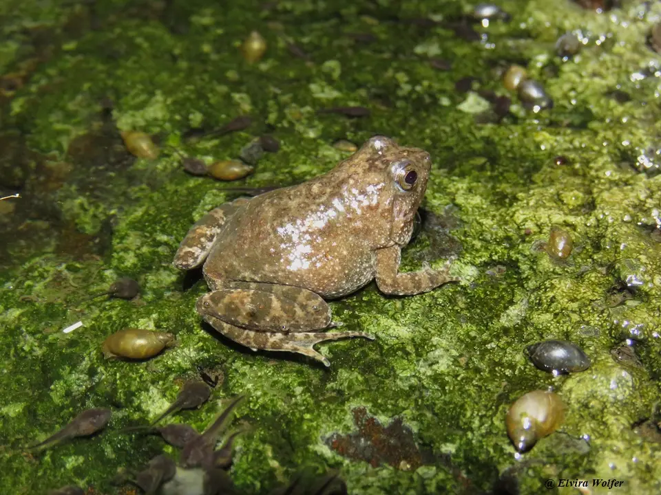 SnoringPuddleFrogwithtadpoles.jpg
