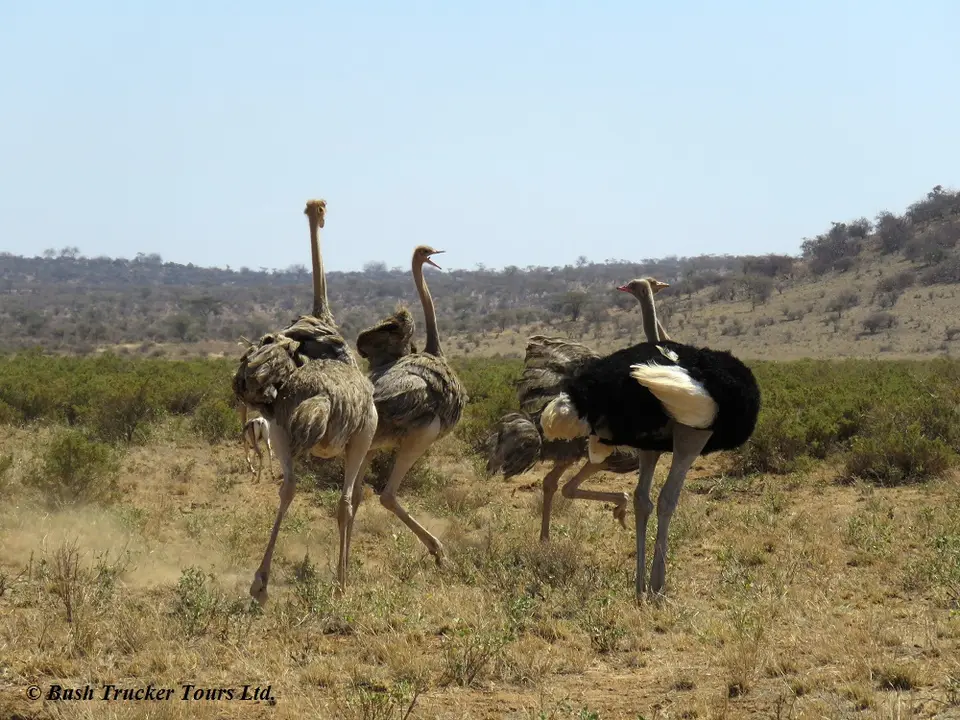 Somaliostrich.jpg