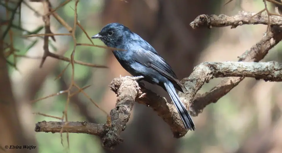 SouthernBlackFlycatcher.jpg