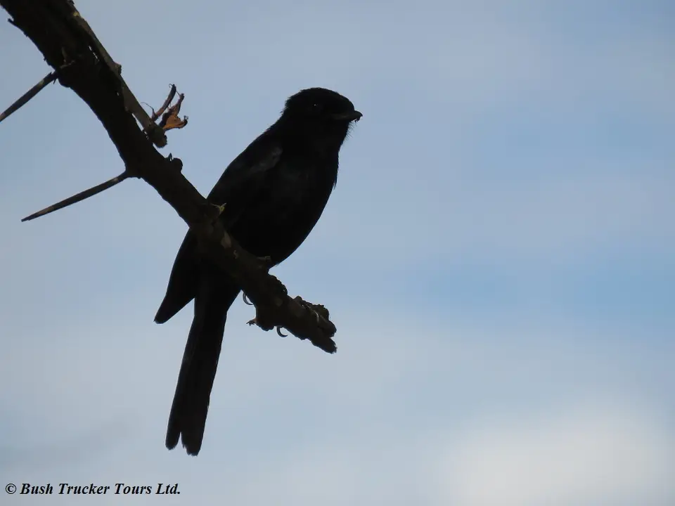 SouthernBlackFlycatcherblack.jpg