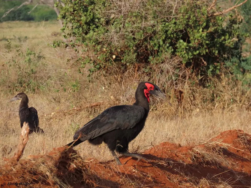 SouthernGroundHornbill1.jpg