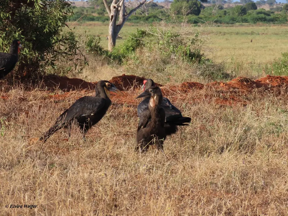 SouthernGroundHornbill2.jpg