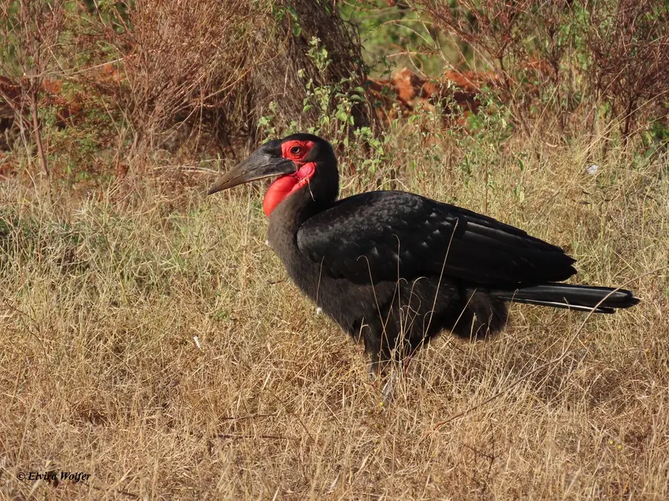 SouthernGroundHornbill3.jpg