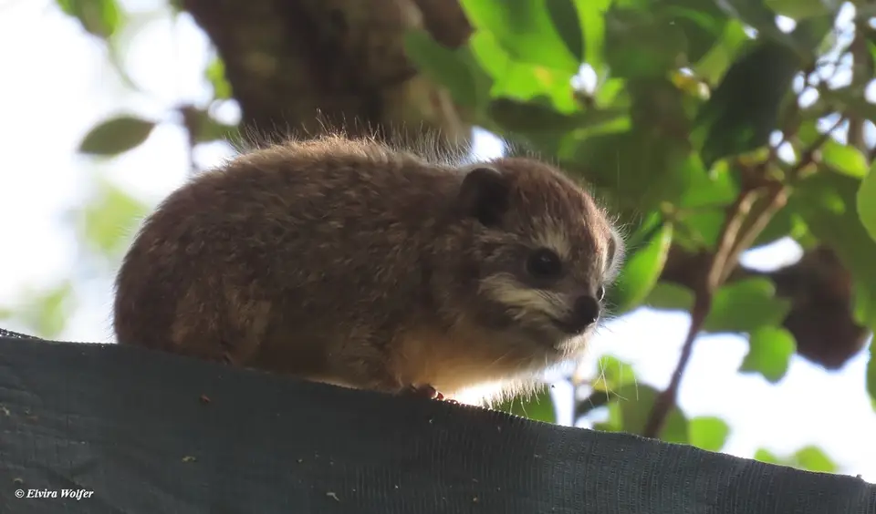 SouthernTreeHyrax.jpg