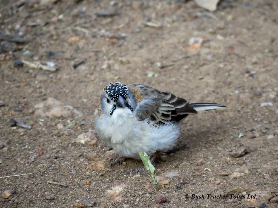 Speckle-frontedWeaver.jpg