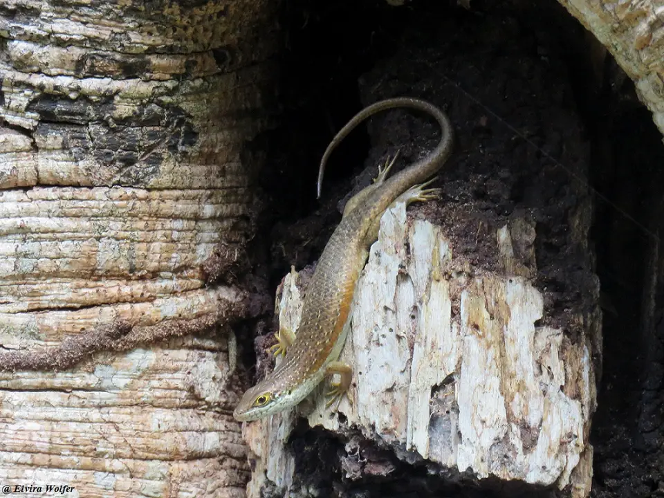 Speckle-lippedSkink.jpg